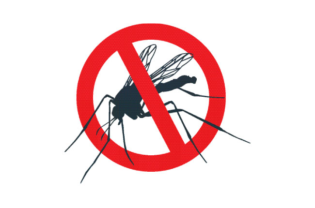 Dengue mosquito population has increased by 29.5% - DailyNews