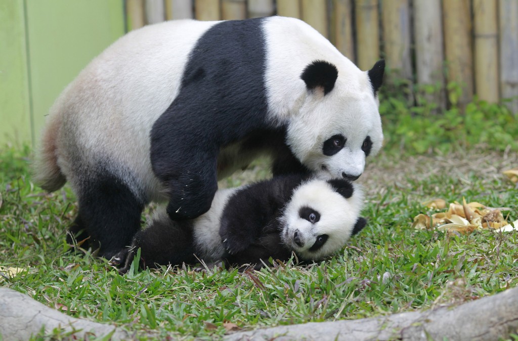 China's wild panda population increased DailyNews