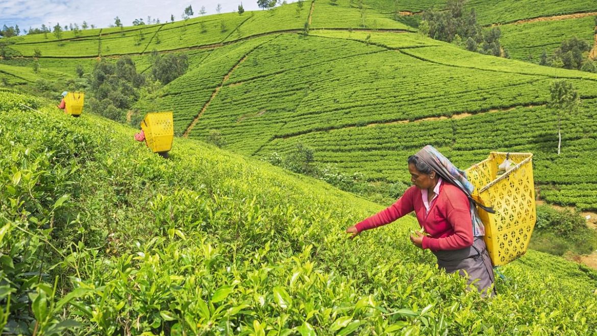 Govt. to provide fertilizer for tea cultivation - DailyNews