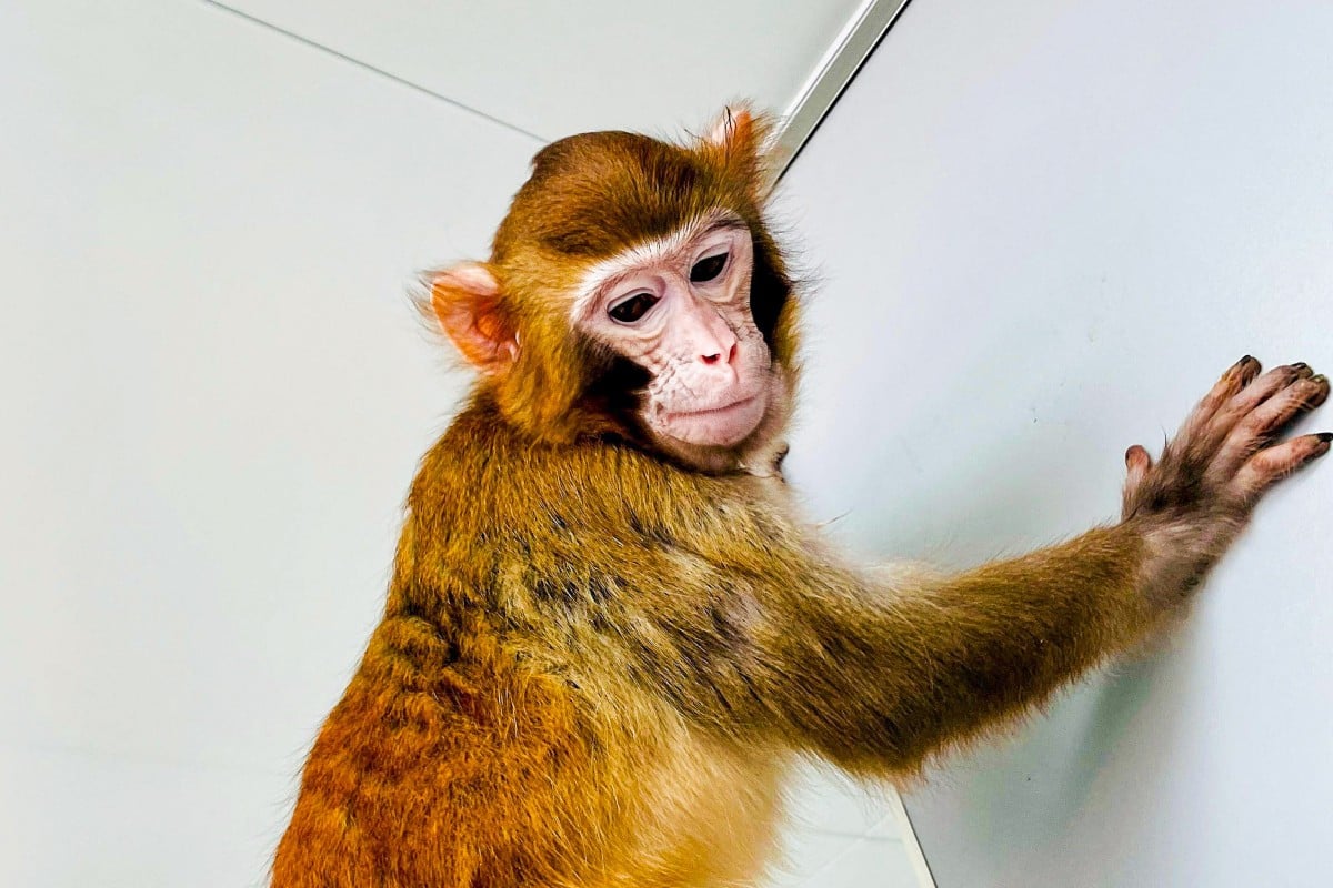 rhesus monkey medical research